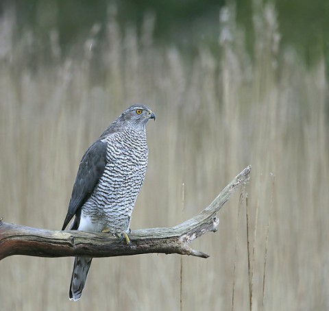 Goshawk