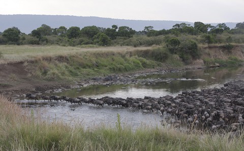 kenya-antelopes-021.jpg