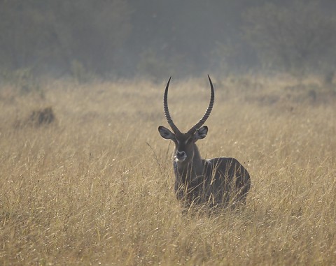 kenya-antelopes-033.jpg