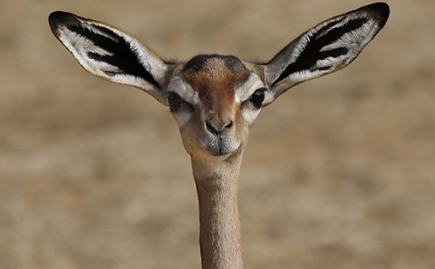 kenya-antelopes-041.jpg