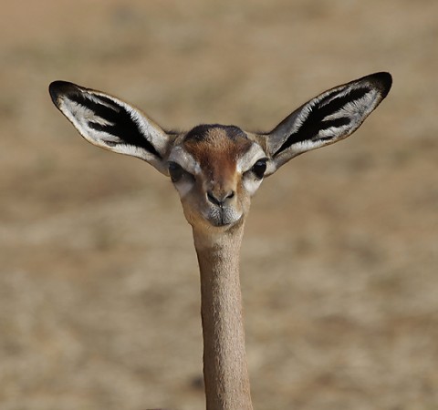 kenya-antelopes-041.jpg