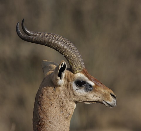kenya-antelopes-042.jpg