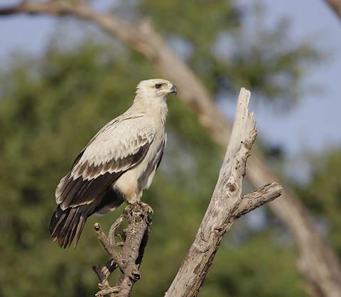 kenya-birdsofprey-021.jpg