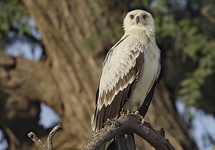 kenya-birdsofprey-022.jpg