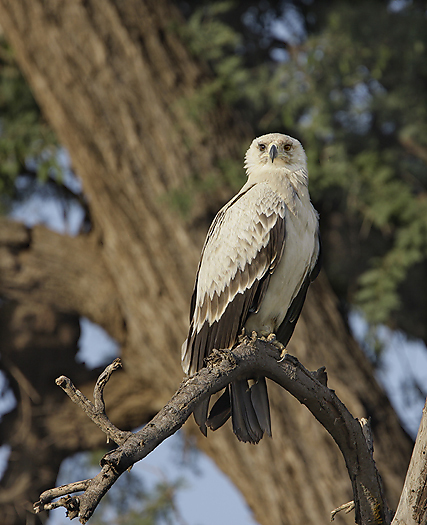 kenya-birdsofprey-022.jpg