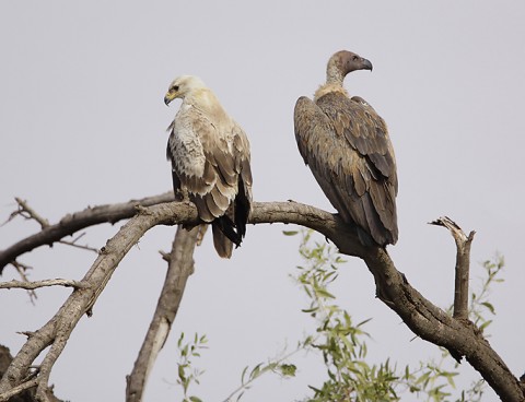 kenya-birdsofprey-023.jpg