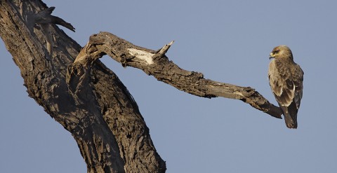 kenya-birdsofprey-024.jpg