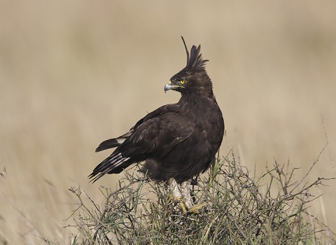 kenya-birdsofprey-026.jpg