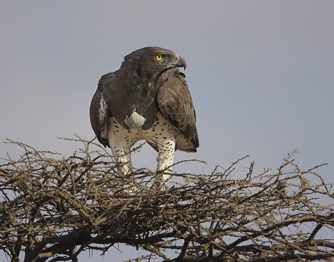 kenya-birdsofprey-027.jpg