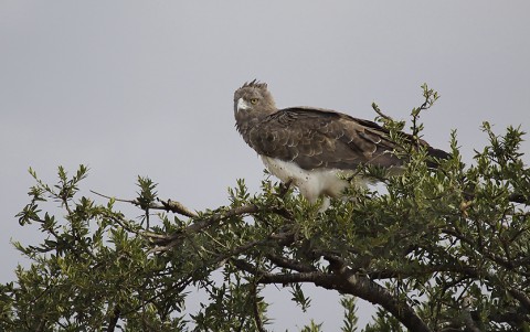 kenya-birdsofprey-028.jpg