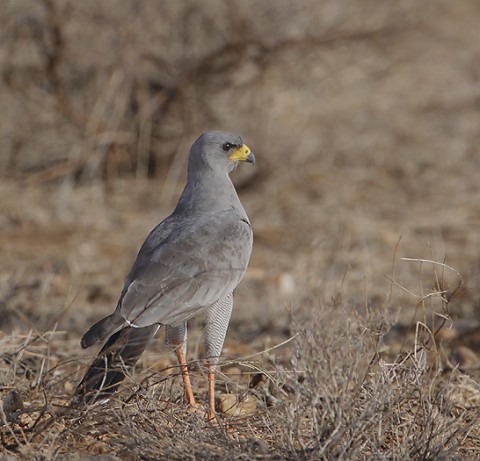 kenya-birdsofprey-031.jpg