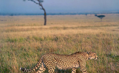 kenya_bigcats21.jpg