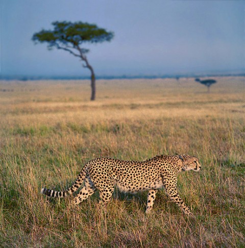 kenya_bigcats21.jpg