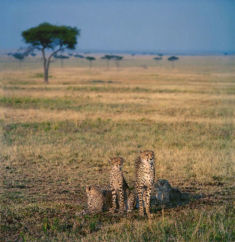 kenya_bigcats22.jpg