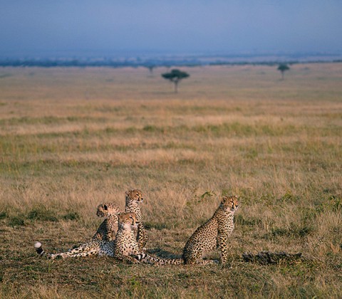 kenya_bigcats26.jpg