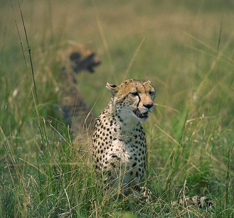 kenya_bigcats27.jpg