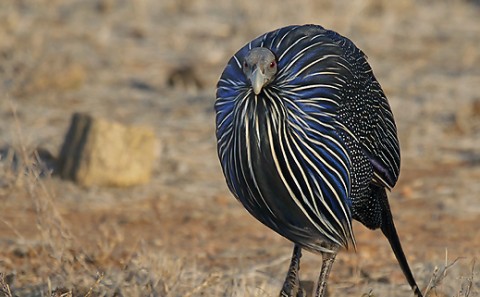 Kenya-grouse-021.jpg