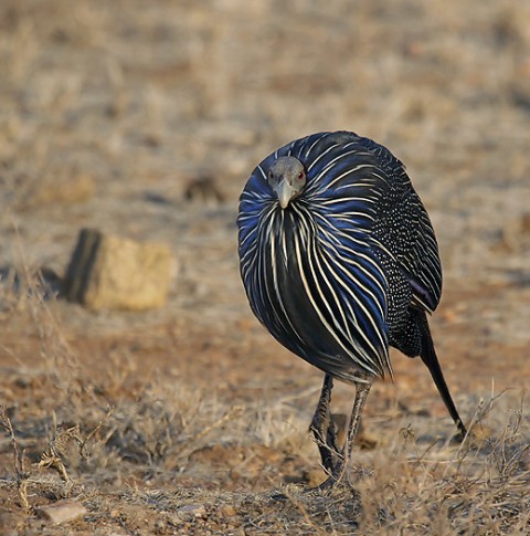 Kenya-grouse-021.jpg