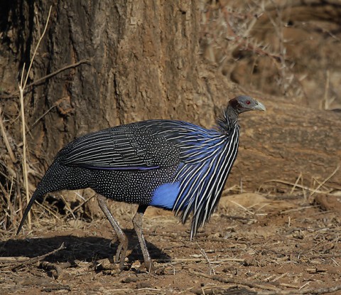 Kenya-grouse-022.jpg