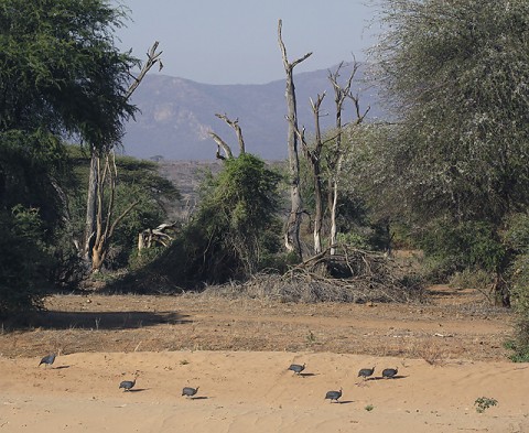 Kenya-grouse-023.jpg