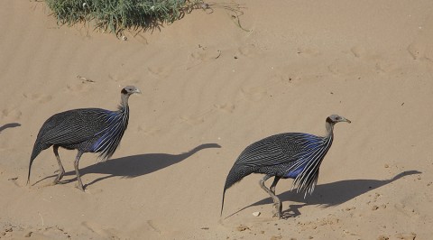 Kenya-grouse-024.jpg