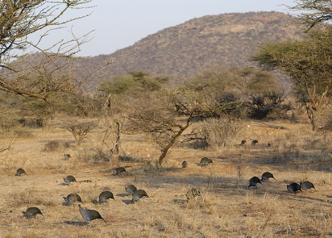 Kenya-grouse-025.jpg
