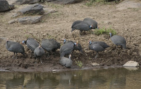 Kenya-grouse-026.jpg