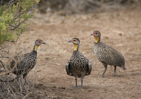 Kenya-grouse-030.jpg