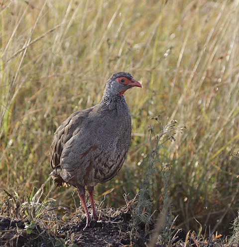 Kenya-grouse-031.jpg