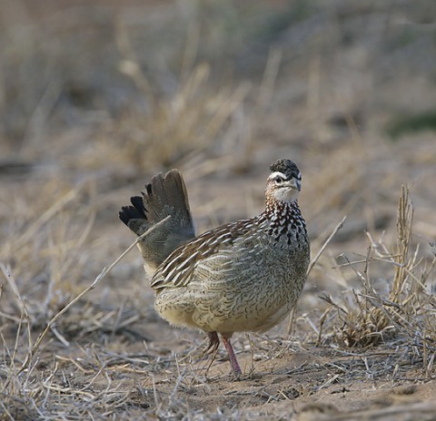 Kenya-grouse-032.jpg