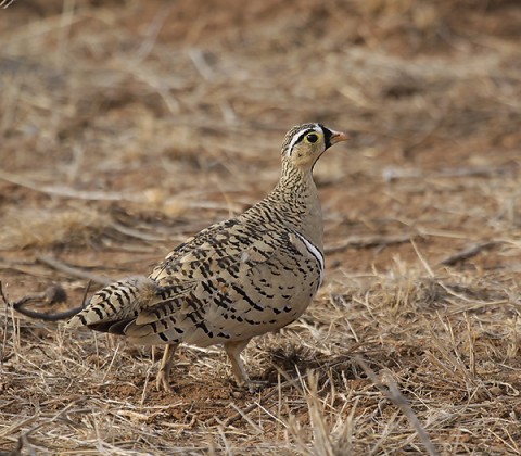 Kenya-grouse-033.jpg