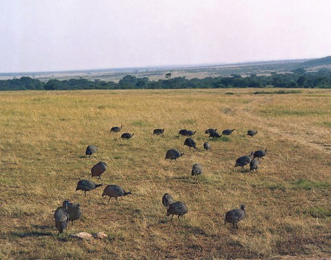 kenya_birds26.jpg