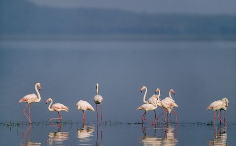 kenya_birds15.jpg