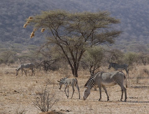 Kenya-horses-021.jpg