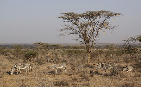 Kenya-horses-022.jpg