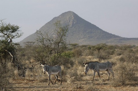 Kenya-horses-023.jpg