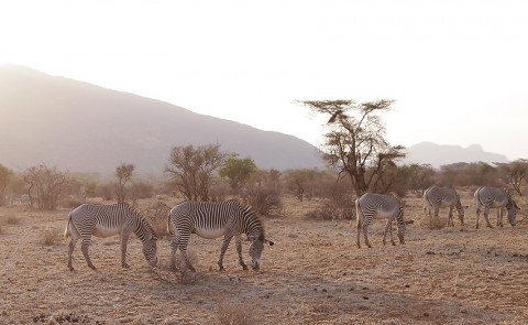 Kenya-horses-024.jpg