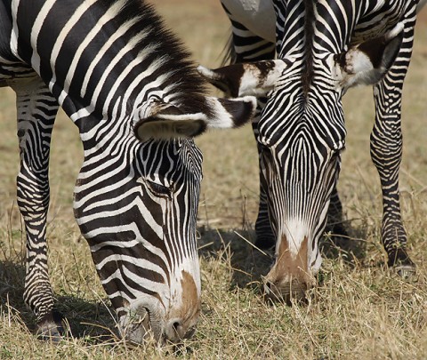 Kenya-horses-026.jpg