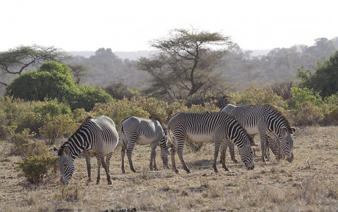 Kenya-horses-027.jpg