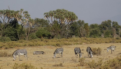 Kenya-horses-028.jpg