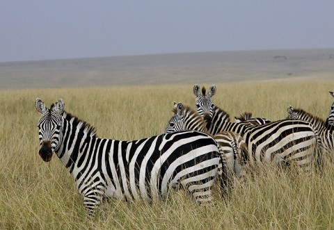 Kenya-horses-031.jpg