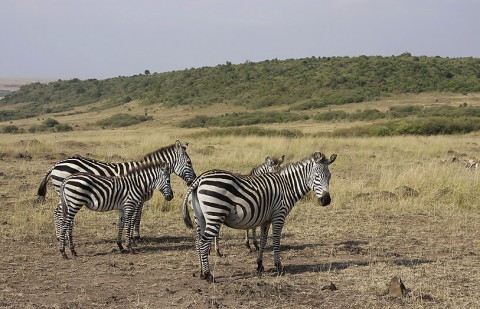 Kenya-horses-032.jpg