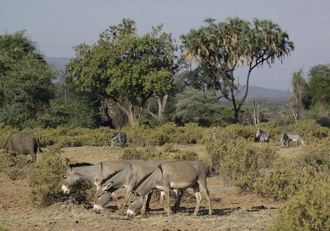 Kenya-horses-041.jpg