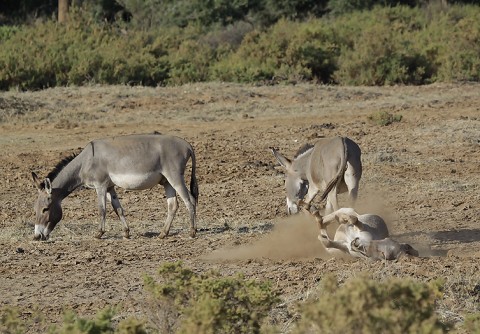 Kenya-horses-042.jpg