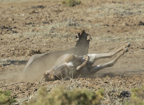 Kenya-horses-043.jpg