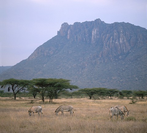 kenya_othermammals29.jpg