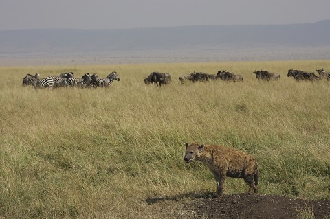 kenya-carnivore-050.jpg