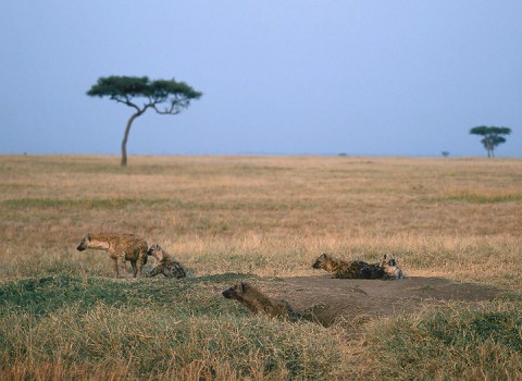 kenya_othermammals27.jpg