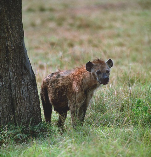 kenya_othermammals28.jpg