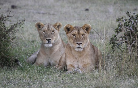 kenya-carnivore-034.jpg